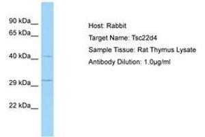 Image no. 1 for anti-TSC22 Domain Family, Member 4 (TSC22D4) (AA 31-80) antibody (ABIN6749806) (TSC22D4 Antikörper  (AA 31-80))