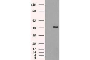 Image no. 4 for anti-Interferon Regulatory Factor 3 (IRF3) antibody (ABIN1498899) (IRF3 Antikörper)