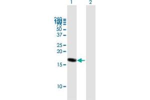 Western Blot analysis of RHEB expression in transfected 293T cell line by RHEB MaxPab polyclonal antibody. (RHEB Antikörper  (AA 1-184))