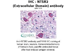 Image no. 1 for anti-Neurotensin Receptor 2 (NTSR2) (3rd Extracellular Domain) antibody (ABIN1737569)