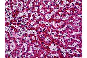Anti-PIK3CA antibody IHC of human liver. (PIK3CA Antikörper  (Internal Region))
