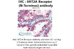 Image no. 1 for anti-5-Hydroxytryptamine (serotonin) Receptor 2A (HTR2A) (N-Term) antibody (ABIN1731362) (HTR2A Antikörper  (N-Term))