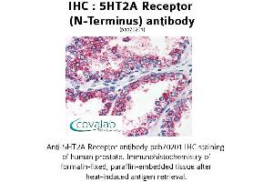 Image no. 1 for anti-5-Hydroxytryptamine (serotonin) Receptor 2A (HTR2A) (N-Term) antibody (ABIN1731362) (HTR2A Antikörper  (N-Term))