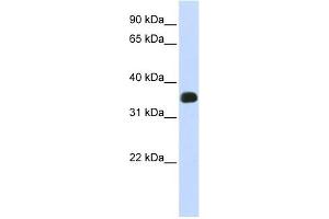 C2ORF47 antibody used at 1 ug/ml to detect target protein. (C2orf47 Antikörper  (Middle Region))