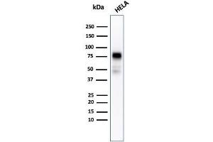 Western blot analysis of HeLa cell lysate using CD44 Recombinant Mouse Monoclonal Antibody (rHCAM/918). (Rekombinanter CD44 Antikörper)