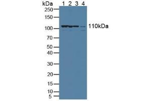 Figure. (XPO1 Antikörper  (AA 917-1071))