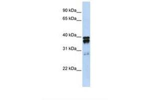 Image no. 1 for anti-Nudix (Nucleoside Diphosphate Linked Moiety X)-Type Motif 18 (NUDT18) (N-Term) antibody (ABIN6738522)