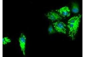 Anti-IDH3A mouse monoclonal antibody (ABIN2453164) immunofluorescent staining of COS7 cells transiently transfected by pCMV6-ENTRY IDH3A (RC200313). (IDH3A Antikörper)