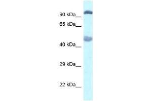 Western Blot showing Egln2 antibody used at a concentration of 1. (PHD1 Antikörper  (C-Term))