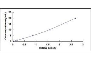 NCF1 ELISA Kit