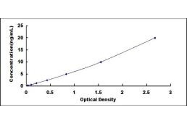 NCF1 ELISA Kit