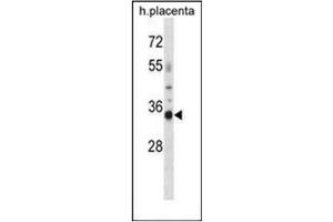Western blot analysis of OR4K13 Antibody (N-term) in human placenta tissue lysates (35ug/lane). (OR4K13 Antikörper  (N-Term))
