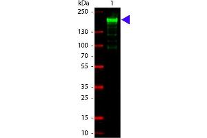 Fluorescene Western (FW) image for anti-alpha-2-Macroglobulin (A2M) antibody (ABIN1607611) (alpha 2 Macroglobulin Antikörper)