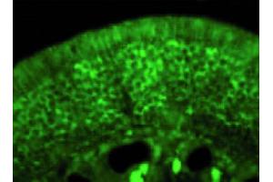 Image no. 4 for anti-Collapsing-Response Mediator Protein 2 (CRMP-2) (C-Term) antibody (ABIN347038) (Collapsing-Response Mediator Protein 2 (CRMP-2) (C-Term) Antikörper)