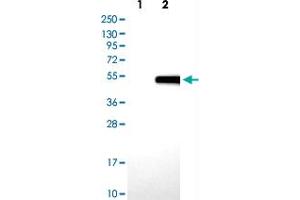 Western blot analysis of Lane 1: Negative control (vector only transfected HEK293T lysate) Lane 2: Over-expression lysate (Co-expressed with a C-terminal myc-DDK tag (~3. (Biglycan Antikörper)