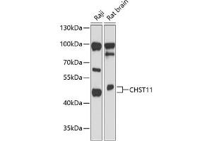 Western blot analysis of extracts of various cell lines, using CHST11 antibody (ABIN6131575, ABIN6138607, ABIN6138608 and ABIN6217837) at 1:3000 dilution. (CHST11 Antikörper  (AA 38-352))