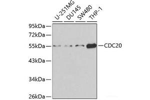 Western blot analysis of extracts of various cell lines using CDC20 Polyclonal Antibody at dilution of 1:1000. (CDC20 Antikörper)