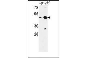 Western blot analysis of NUPL2 Antibody (N-term) in 293, K562 cell line lysates (35ug/lane). (NUPL2 Antikörper  (N-Term))