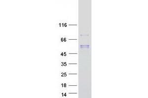 Validation with Western Blot (SCPEP1 Protein (Myc-DYKDDDDK Tag))