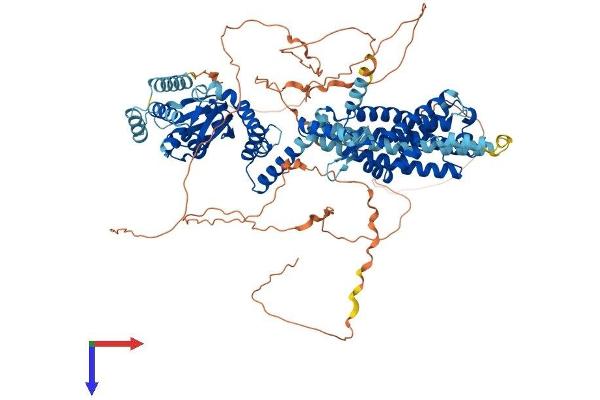 HCN1 Protein (AA 1-890) (His tag)