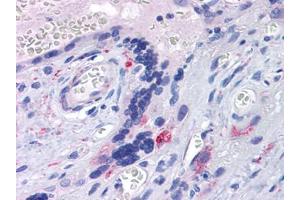 Human Placenta: Formalin-Fixed, Paraffin-Embedded (FFPE) (TLR7 Antikörper  (AA 900-950))