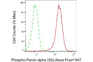 Flow cytometric analysis of Phospho-Parvin alpha (S8) expression in H9c2 cells using Phospho-Parvin alpha (S8) antibody (ABIN7799739), 1:2,000). (Rekombinanter Parvin alpha Antikörper  (pSer8))