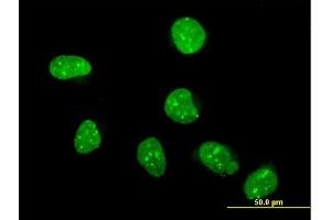 Immunofluorescence of purified MaxPab antibody to FLYWCH1 on HeLa cell. (FLYWCH1 Antikörper  (AA 1-716))