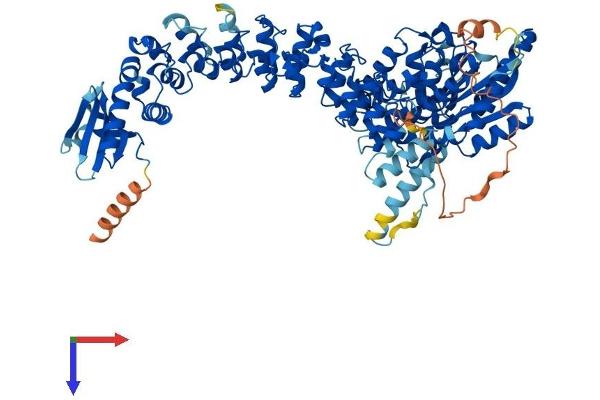 PLA2G6 Protein (AA 1-806) (His tag)