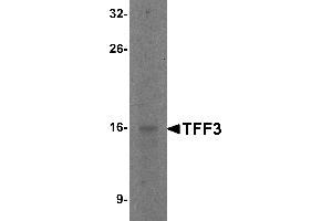 Western Blotting (WB) image for anti-Trefoil Factor 3 (Intestinal) (TFF3) (C-Term) antibody (ABIN1030732) (TFF3 Antikörper  (C-Term))