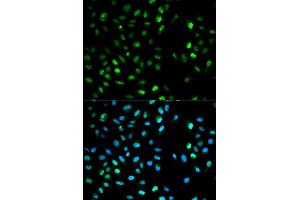 Immunofluorescence (IF) image for anti-Dystrobrevin Binding Protein 1 (DTNBP1) antibody (ABIN1872369)