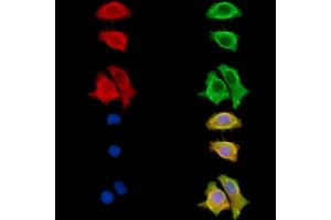 ABIN7095279 and ABIN7099336 staining HepG2 cells by IF/ICC. (ST3GAL1 Antikörper)