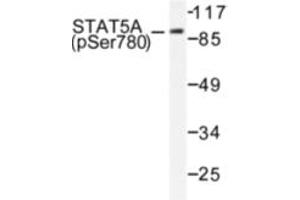 Image no. 1 for anti-Signal Transducer and Activator of Transcription 5A (STAT5A) (pSer780) antibody (ABIN318130) (STAT5A Antikörper  (pSer780))