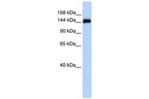 Image no. 1 for anti-Gse1 coiled-coil protein (GSE1) (AA 72-121) antibody (ABIN6741282) (GSE1/KIAA0182 Antikörper  (AA 72-121))