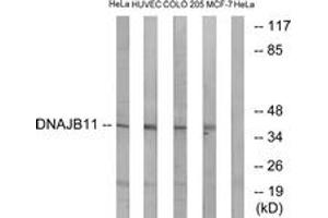 Western blot analysis of extracts from HeLa/HuvEc/COLO/MCF-7 cells, using DNAJB11 Antibody. (DNAJB11 Antikörper  (AA 31-80))