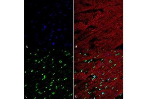 Immunohistochemistry analysis using Mouse Anti-Methylglyoxal Monoclonal Antibody, Clone 9E7 (ABIN5067390). (Methylglyoxal (MG) Antikörper (Biotin))