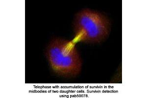 Image no. 1 for anti-Baculoviral IAP Repeat-Containing 5 (BIRC5) (full length) antibody (ABIN363387) (Survivin Antikörper  (full length))