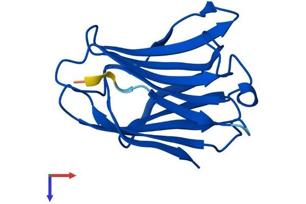LGALS7 Protein (AA 1-136) (His tag)