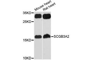 Western blot analysis of extracts of various cell lines, using SCGB3A2 antibody (ABIN6290951) at 1:3000 dilution. (SCGB3A2 Antikörper)