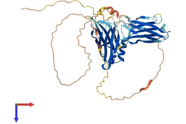 SYT13 Protein (AA 1-426) (His tag)