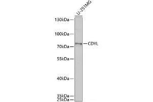 Western blot analysis of extracts of U-251MG cells using CDYL Polyclonal Antibody at dilution of 1:1000. (CDYL Antikörper)