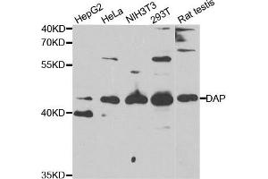 Western Blotting (WB) image for anti-Death-Associated Protein (DAP) antibody (ABIN1877136) (DAP Antikörper)
