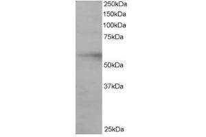 Image no. 1 for anti-Interferon Regulatory Factor 6 (IRF6) (C-Term) antibody (ABIN374199) (IRF6 Antikörper  (C-Term))