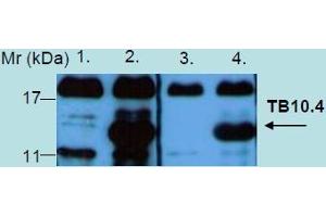 Western Blotting analysis of recombinant protein TB10. (Tb 10.4 Antikörper)