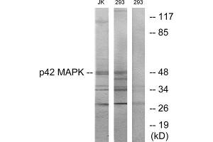 Western Blotting (WB) image for anti-Mitogen-Activated Protein Kinase 1 (MAPK1) (Internal Region) antibody (ABIN1849288) (ERK2 Antikörper  (Internal Region))