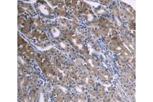 DAB staining on IHC-P; Samples: Human Stomach Tissue (APOA1 Antikörper  (AA 122-267))