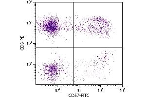 Human peripheral blood lymphocytes were stained with Mouse Anti-Human CD57-FITC. (CD57 Antikörper  (FITC))