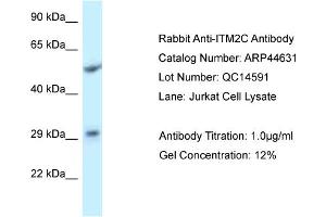 WB Suggested Anti-ITM2C Antibody   Titration: 1. (ITM2C Antikörper  (Middle Region))