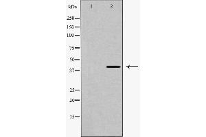 Western blot analysis of GPR120 expression in PC12 cells,The lane on the left is treated with the antigen-specific peptide. (O3FAR1 Antikörper  (Internal Region))