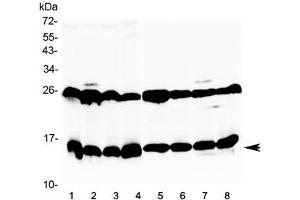 Western blot testing of 1) mouse thymus, 2) mouse kidney, 3) mouse testis, 4) mouse ovary, 5) rat heart, 6) rat skeletal muscle, 7) rat stomach and 8) rat testis tissue lysate with Galectin 1 antibody at 0. (LGALS1/Galectin 1 Antikörper)