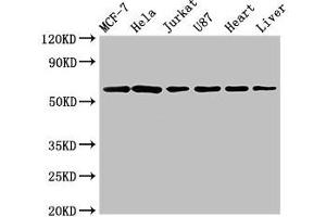 Western Blot Positive WB detected in: MCF-7 whole cell lysate, Hela whole cell lysate, Jurkat whole cell lysate, U87 whole cell lysate, Rat heart tissue, Rat liver tissue All lanes: SOCS7 antibody at 3 μg/mL Secondary Goat polyclonal to rabbit IgG at 1/50000 dilution Predicted band size: 63, 38 kDa Observed band size: 63 kDa (SOCS7 Antikörper  (AA 6-165))